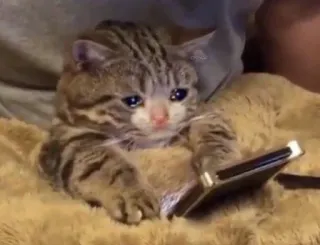 😭 Sad Cat telegram sticker