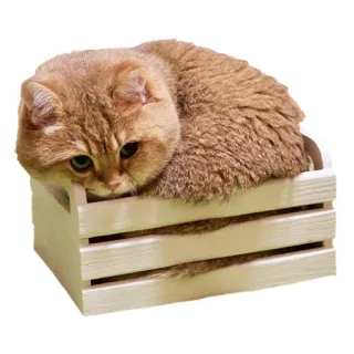 Hosico Cat telegram stickers