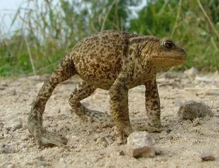 😤 crapaud, animal, grenouille, faune, nature whatsapp sticker