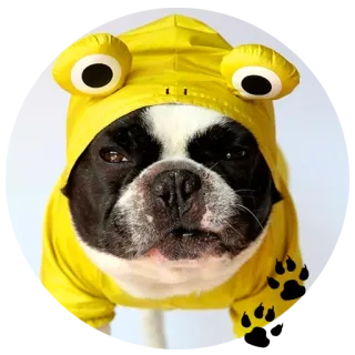 🌝 Hund, Französische Bulldogge, Frosch, Kostüm, Gelb, Haustier whatsapp sticker