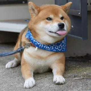 😛 chien, shiba inu, animal de compagnie, animal, mignon, langue, drôle whatsapp sticker