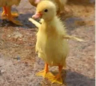 🌟 patito, pato amarillo, bebé pato, animal, lindo telegram sticker