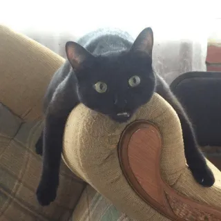 😦 gato, gato preto, animal, animal de estimação, animal doméstico, felino whatsapp sticker