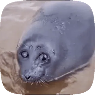 🥺 foca, animal, água, fofo, mamífero whatsapp sticker