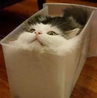 🍥 gato, caixa, engraçado, fofo, animal, animal de estimação, gatinho telegram sticker