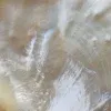 🐚