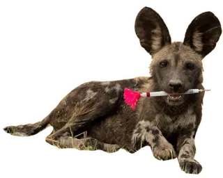 🎯 Likaon, Pies Dingo, Pies, Zwierzę, Dzikie zwierzęta, Psowate telegram sticker