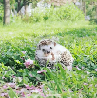 🦔 egel, dier, natuur, zoogdier, schattig, wildlife telegram sticker