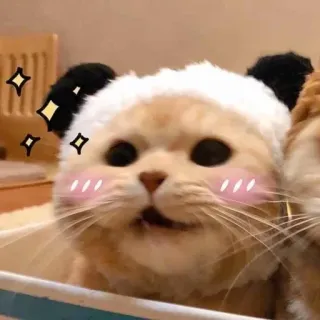 ☺️ 猫, パンダ, 動物, かわいい, ペット, 子猫 telegram sticker