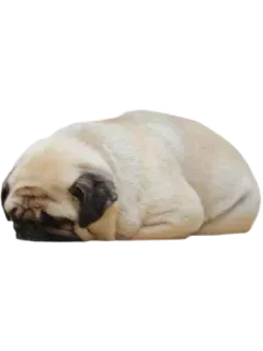 😢 cane, carlino, assonnato, animale, animale domestico, carino, pigro, dormendo telegram sticker
