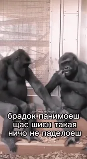 Больше стиков тут: @stikery4 telegram stickers