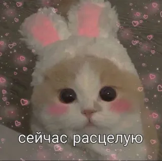 😠 сейчас расцелую gatto, coniglio, carino, animale, russo, testo telegram sticker