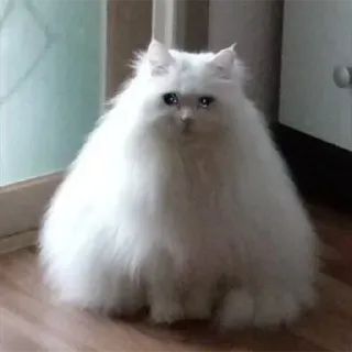😒 cat, fluffy, white, pet, animal, cute whatsapp sticker