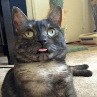😝 gato, animal, animal de estimação, língua, engraçado, fofo whatsapp sticker