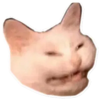😁 cat, meme, funny, animal, pet telegram sticker