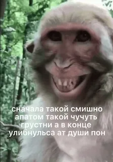 👀 сначала такой смишно
апатом такой чутьчуть
грустни а в конце
улигнульса ат души пон monkey, meme, funny, animal, text whatsapp sticker