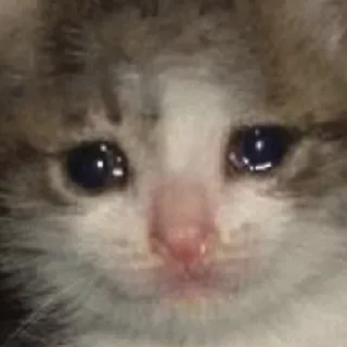 😭 kitten, cat, sad, crying, emoji telegram sticker