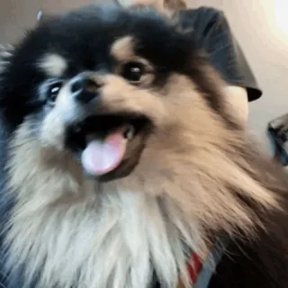 🌪 cane, carino, animale, animale domestico, lingua telegram sticker