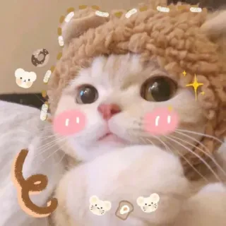 ❤️ chat, mignon, animal, chapeau, animal de compagnie whatsapp sticker