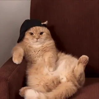 😎 gato, animal, animal de estimação, chapéu, fofo, engraçado whatsapp sticker