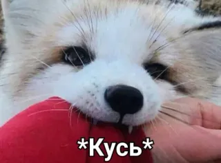 🦊 Кусь raposa, animal, fofo, mordida telegram sticker