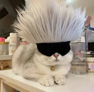 😎 Satoru Gojo Jujutsu Kaisen Katze, Anime, Jujutsu Kaisen, Satoru Gojo, Lustig, Süß whatsapp sticker