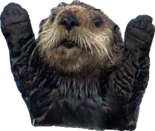 🤗 nutria, animal, lindo, nutria marina telegram sticker