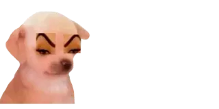 🤨 cachorro, sobrancelhas, meme, engraçado telegram sticker