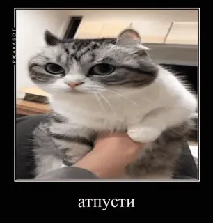 🌟 атпусти แมว, สัตว์, น่ารัก, ตลก whatsapp sticker