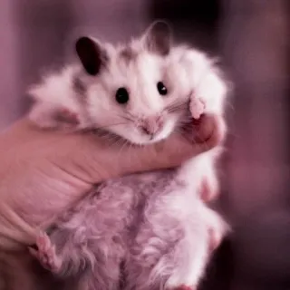 🤏 hamster, pet, animal, cute, rodent telegram sticker