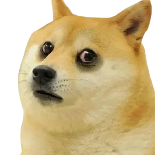😫 Doge pies, mem, doge, śmieszne, słodkie, zwierzę, zwierzak telegram sticker