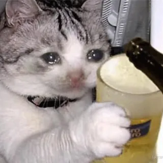😭 kucing, menangis, bir, alkohol, sedih, meme telegram sticker