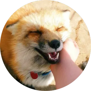 ☺️ лиса, животное, милый, питомец, улыбающийся, пушистый whatsapp sticker