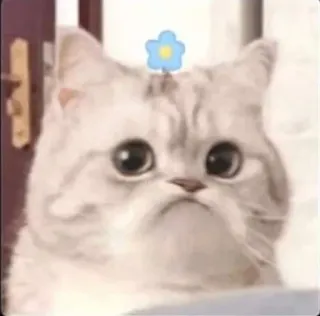 ☹️ cat, cute, animal, sticker, flower, pet, kitten telegram sticker