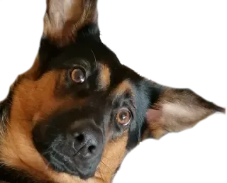 😮 dog, portrait, animal, pet, german shepherd, canine telegram sticker
