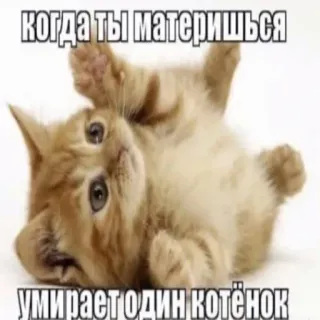 😋 когда ты материшься умирает один котёнок gattino, gatto, meme, umorismo, russo, animale telegram sticker