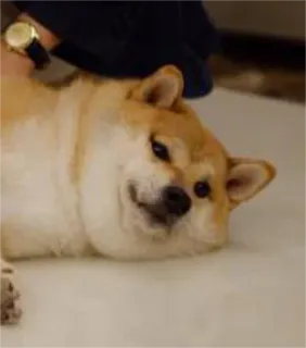 😌 chien, shiba inu, animal de compagnie, animal, mème, mignon telegram sticker