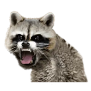 😡 guaxinim, animal, natureza, mamífero, vida selvagem whatsapp sticker