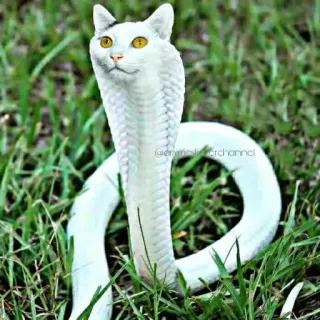 😺 @enmeisterchannel Katze, Schlange, Hybrid, Tier, Fantasy, Kobra whatsapp sticker