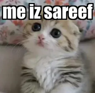 ☺️ me iz sareef chat, chaton, mème, mignon, animal telegram sticker