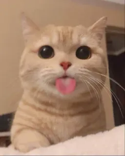 🎃 gato, fofo, animal, animal de estimação, língua, olhos, mamífero, animal doméstico whatsapp sticker