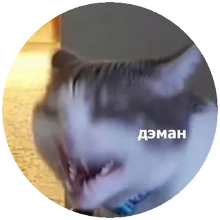🤣 дэман kat, dier, demon, meme, huisdier whatsapp sticker