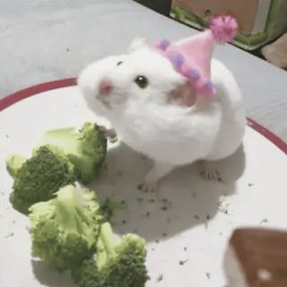 🐹 porquinho da índia, animal de estimação, animal, brócolis, chapéu, fofo, aniversário, festa telegram sticker