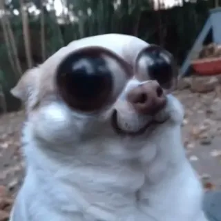 ☺️ dog, chihuahua, animal, meme, funny, pet telegram sticker
