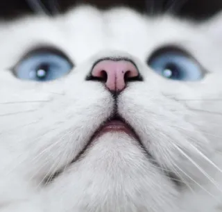 😸 kat, witte kat, blauwe ogen, dier, huisdier, huisdier telegram sticker