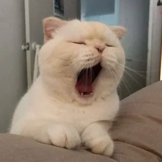 😴 kot, ziewanie, słodki, zwierzę, zwierzak, biały telegram sticker