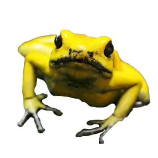🐸 カエル, 黄色, 動物, 両生類, ヤドクガエル, 野生動物 telegram sticker
