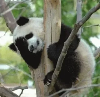 😡 Panda, Árvore, Sonolento, Fofo, Animal, Natureza, Urso telegram sticker