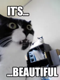 😮 IT'S... ...BEAUTIFUL chat, beau, mème, drôle, animal, mignon, animal de compagnie telegram sticker