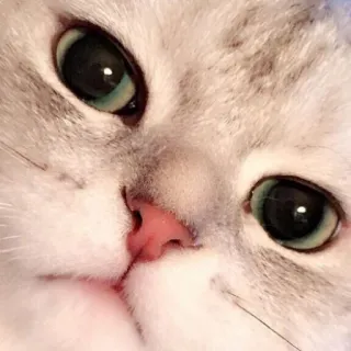 😾 猫, 子猫, かわいい, 動物, ペット, 目, 顔 telegram sticker
